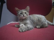 Котенок Кнопа