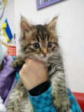 Айша, 2,5 мес. Центр