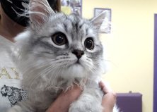 Персидская шиншилла Амур-Сэм, 4 месяца, Харьковская