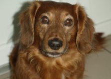 Собачка Бадди, 10 лет, Оболонь1