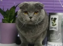 Котик Бакс, Оболонь2