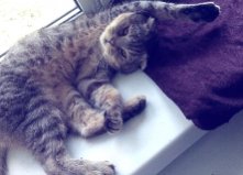 Котик Боря, Оболонь2