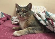 Буша, 5 лет, Оболонь2