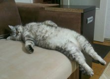 Кот Даня