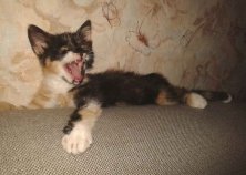 Котенок Доця, 2 мес. Борщаговка