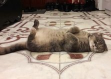 Кошечка Эллис, 4 года, Осокорки