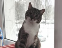 Кот Ёжик, Оболонь2