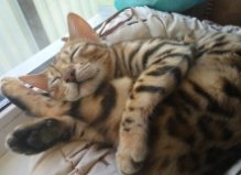 Кошечка Фанта 9,5 мес
