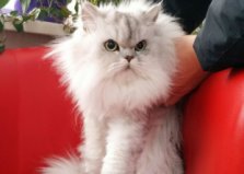 Фелікс, Центр