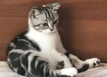 Феликс, скотиш страйт, 8 месяцев, Центр