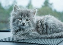 Котенок Фро, 2,5 мес. Оболонь2