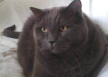 Кот Грей, 11 лет. Оболонь2
