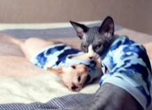 Сфинксы Фрея и Зефирчик, Оболонь2