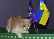 Джина