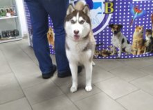 Атіка, Борщагівка