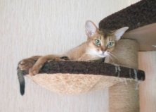 Кошечка Ханни 1,9 мес.