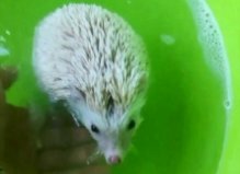 Африканский карликовый ёжик Твикс, 3года, Оболонь1