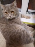 Аполлинарий