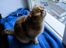 Скотиш фолд Элис, 5 лет, Харьковская