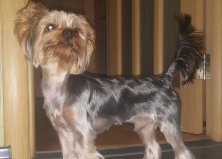 Йорк Флеш, Оболонь 2