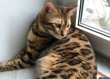 Бенгал Джулиан, 3 года, Центр