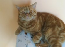 Кекс, 4 лапы