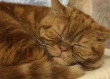 Котик Кексик, 2,5 года