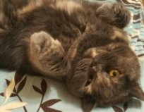 Шотландская кошка Ариша, 5 лет, Троещина2
