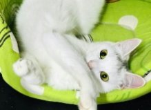 Кошка Белка, 2 года, Троещина