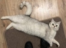 Кот Фитхе, Оболонь2