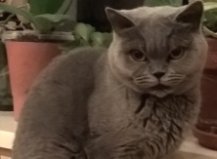 Кошка Клавдия, Липки