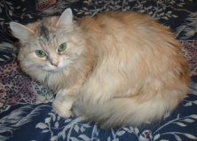 Кошка Люся, 7 лет, Оболонь-1