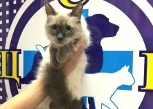 Кошка Мэри, Троещина