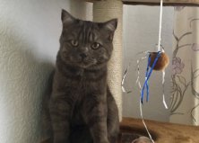 Кошка Оливия, 7 мес,Троещина
