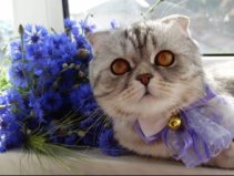 Кошка з Яворова