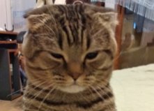 Кот Эш