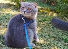 Кот Феликс, Троещина