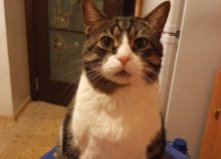 Кот Филлип, 6 лет, Троещина1