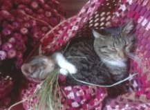 Кот Махарадзе и котенок Мур, Борщаговка