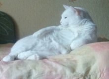 Кот Кот Борщаговка