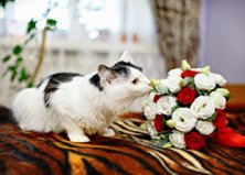 Кот Лесик