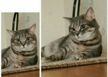 Кот Микки, Центр