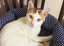 Кот Сильвер