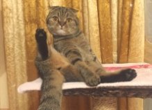 Кошка Сима, Центр