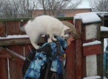 Кот Сырник, Оболонь2