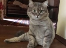 Кот Тима, 4 года, Центр