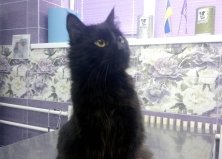 Котик Тор, Оболонь1