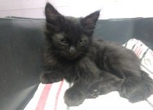 Котенок Бакс, Виноградарь