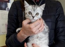 Котенок Тим, Осокорки