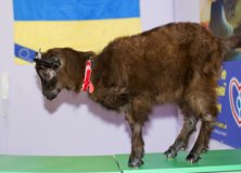 Козлик Вишенка